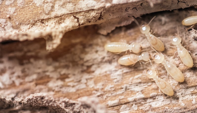 Close up shot, macro white ants or termites on decomposing wood
