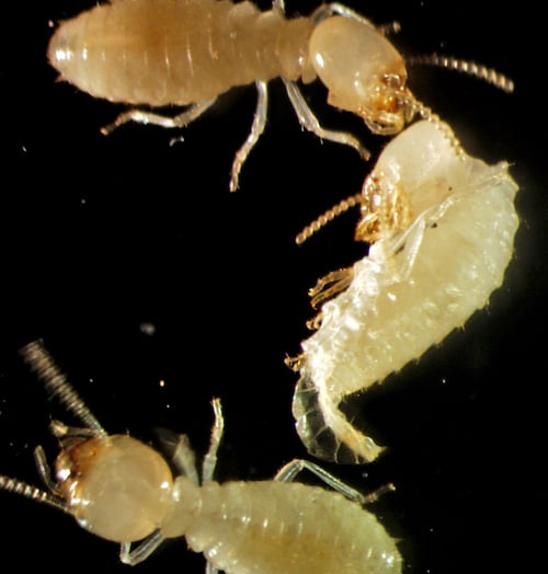 A termite undergoing the moulting process