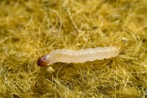 larva of webbing clothes moth