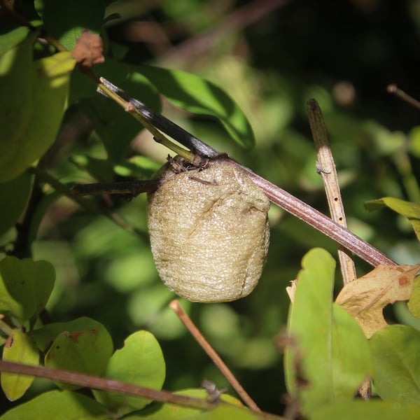 Praying mantis egg case image