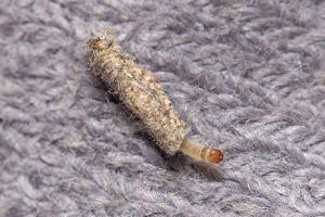 Larva of case making clothes moth