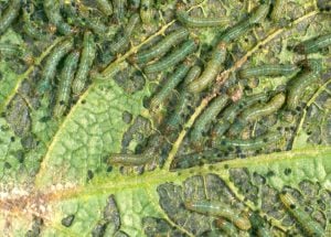 Young cluster caterpillar image