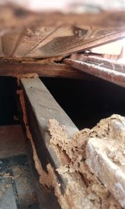 Termite damage to roofing timbers image