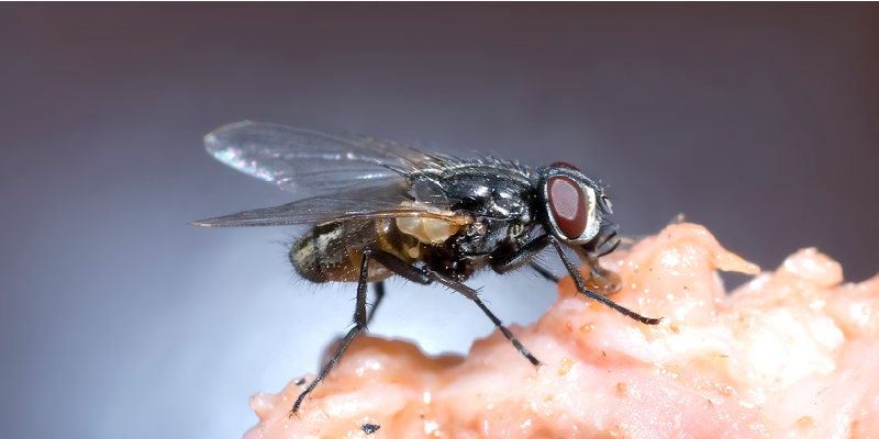 Housefly, Musca domestica, on food