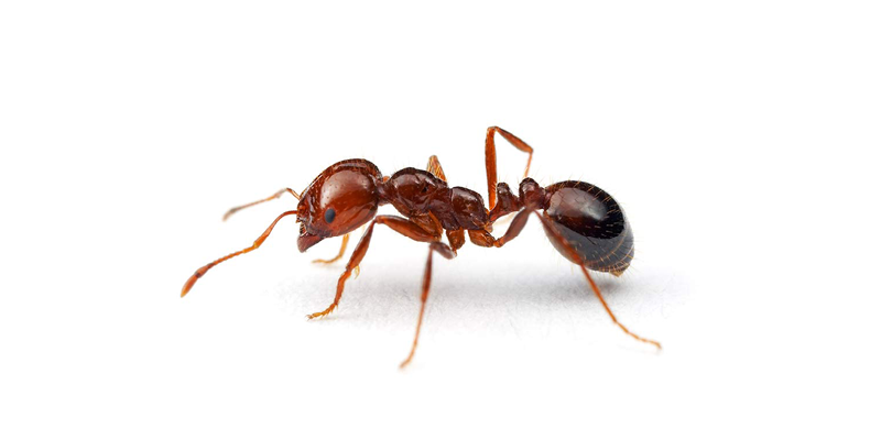 red imported fire ant worker