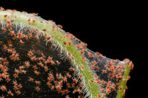 Red spider mite image