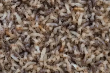 mass of worker termites