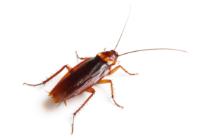 american cockroach