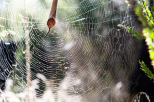 Leaf curling spider on web