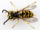 Wasps in Australia | Types, Nests, Stings | Professional Pest Manager