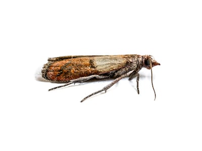 Moths can be pests in food, fabrics and gardens