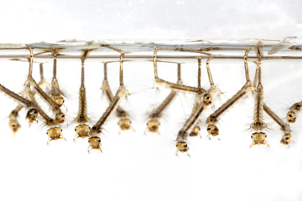 Mosquito larvae wrigglers
