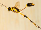 Wasps in Australia | Types, Nests, Stings | Professional Pest Manager