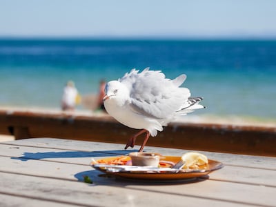 Silver backed gull eating food off plate