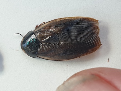 Surinam cockroach