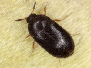 Black carpet beetle adult