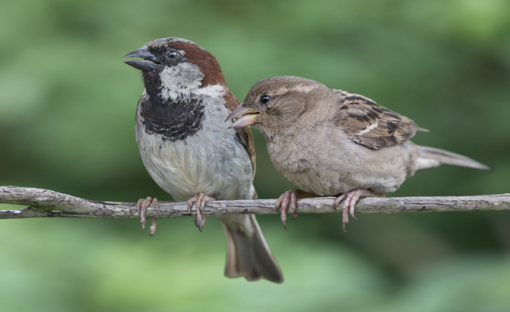 Male and female house sparrow