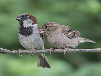Male and female sparrow