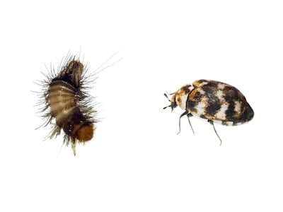 Variegated carpet beetle adult and larvae