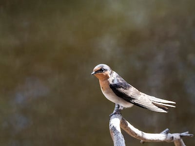 welcome swallow