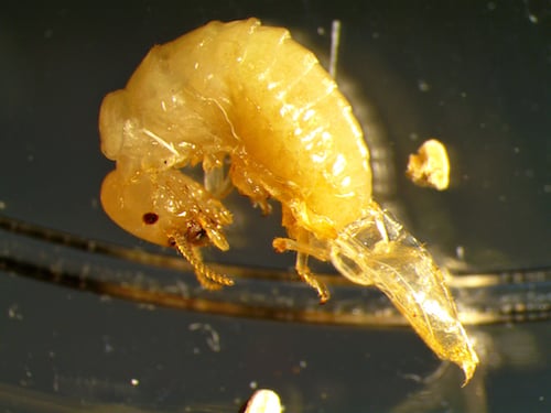 A termite that has died halfway during moulting