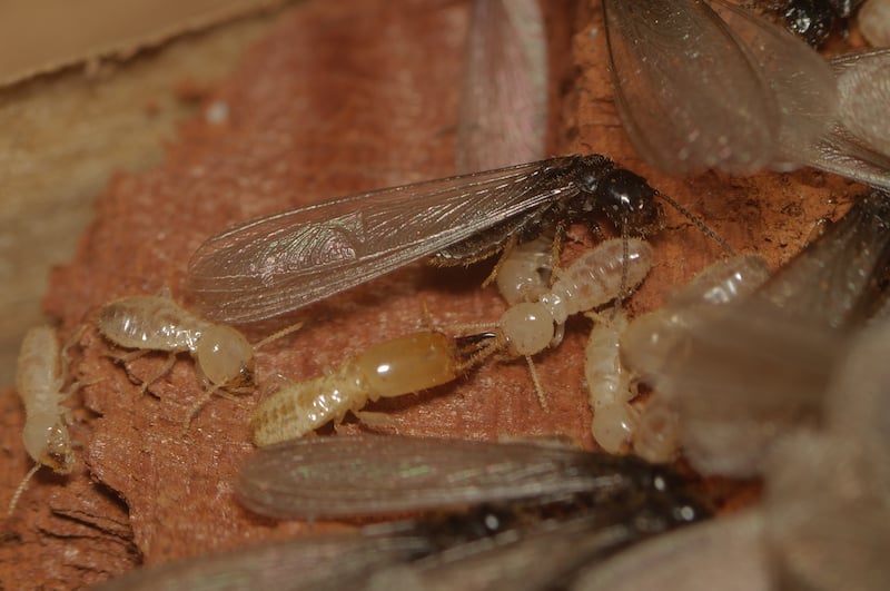 The Impact of Climate Change on the Bio-Ecology of Subterranean Termites