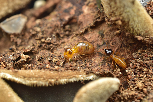 Two termites, one with a dark pointed head, on a rock