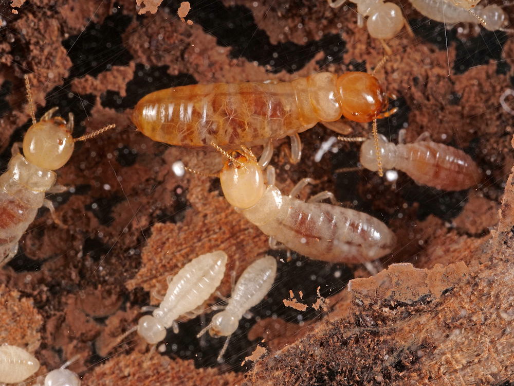 Termite grooming