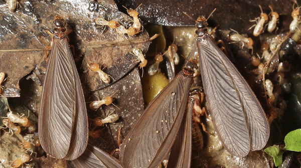 Winged termites close up