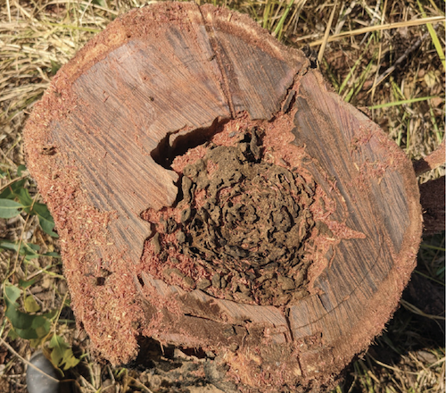 Termite nest in a tree trunk