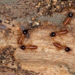 Nasutitermes termites