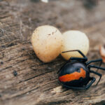 redback spider with her egg sacs