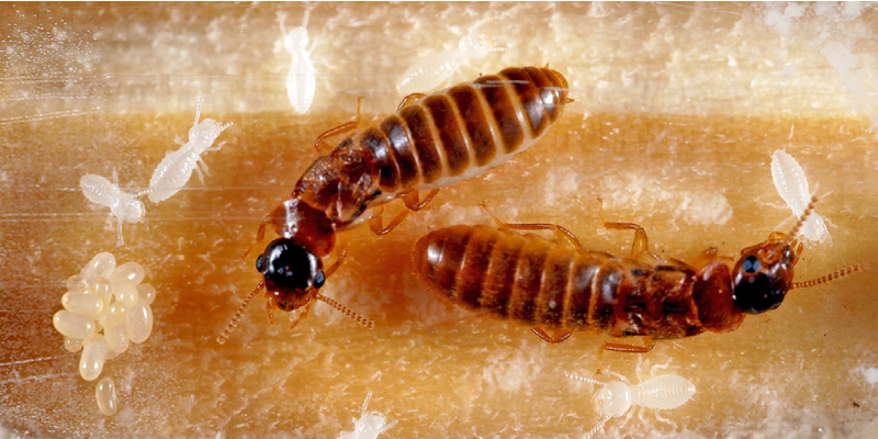 King and queen termite