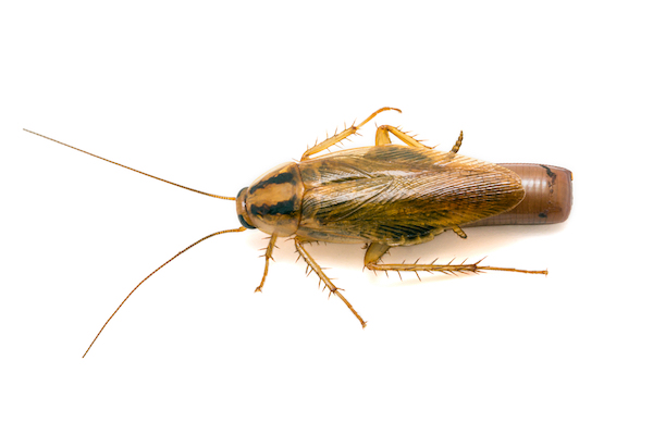 German cockroach with ootheca
