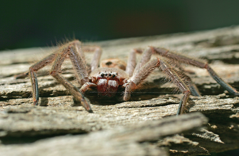 An Australian Huntsman spider on a piece of bark