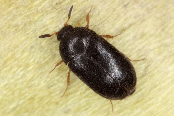 The black carpet beetle Attagenus unicolor Dermestidae family