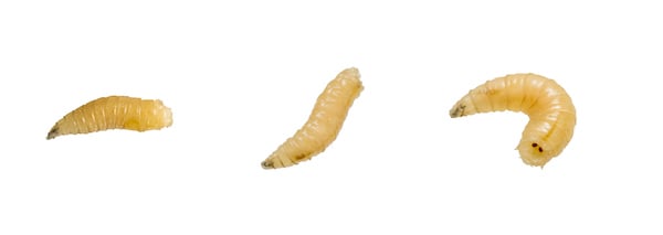 Housefly larva
