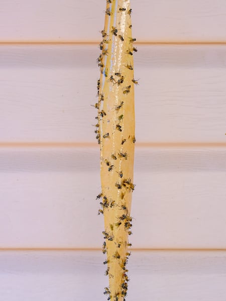 Sticky fly paper