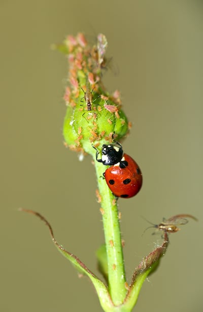 ladybird attacking aphids on a plant
