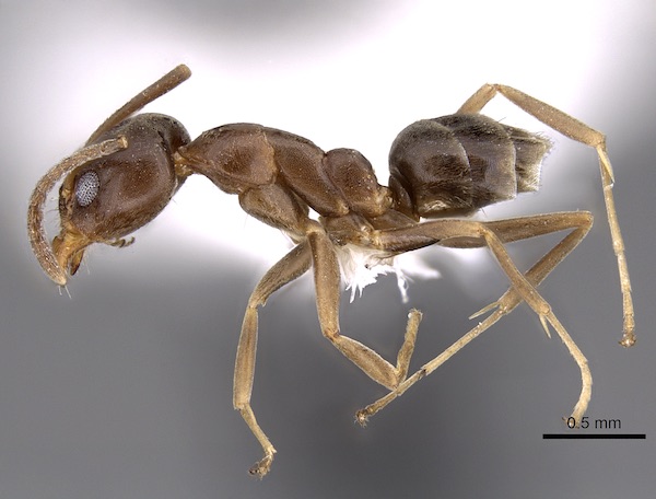 The Browsing Ant – Identification and Potential Threat - Professional ...