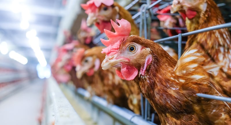 Chickens at a chicken facility
