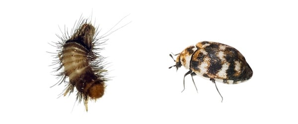 varied carpet beetle and larva