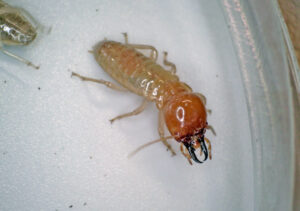 Mastotermes termite