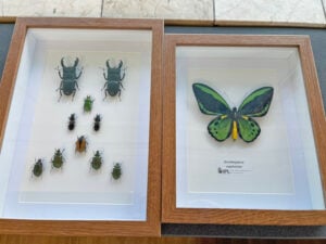 Several bug specimens on white backgrounds