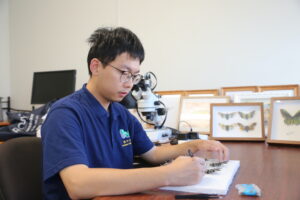 Master’s Degree student Leo Huang pinning and framing bug specimens for display at MPL’s QLD training facility