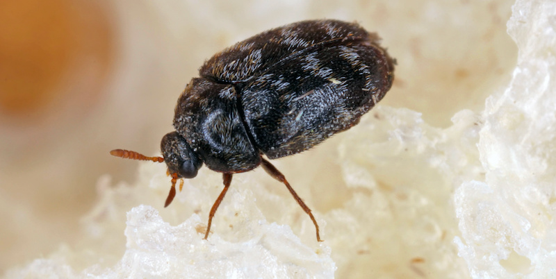 Warehouse beetle