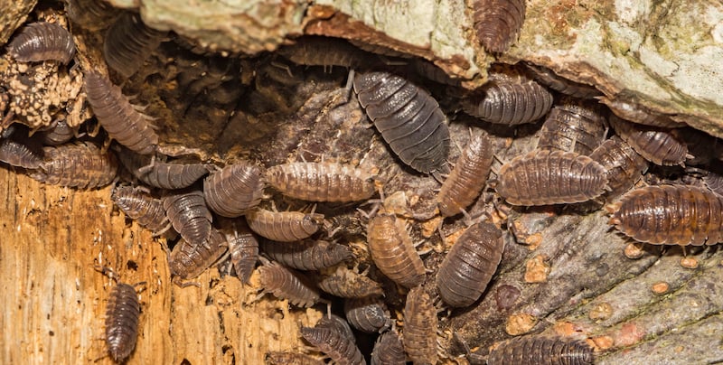 Woodlice gathering on a tree