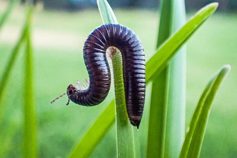 Portuguese millipede on a green plant