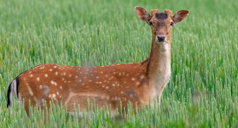Fallow deer buck in the middle of a wheat field