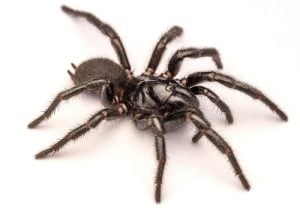 Male Sydney funnel web spider, Atrax robustus on a white background
